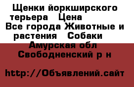 Щенки йоркширского терьера › Цена ­ 20 000 - Все города Животные и растения » Собаки   . Амурская обл.,Свободненский р-н